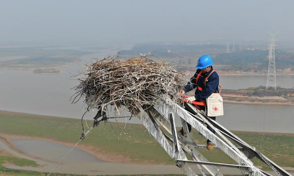 江西鄱陽湖是國家一級保護動物東方白鸛的重要越冬棲息地，湖區的輸電鐵塔成為東方白鸛喜愛的筑巢地。今年2月，國網江西電力南昌供電公司輸電管理中心的工作人員，在南昌市進賢縣青嵐湖水域中央的一座鐵塔上發現一對東方白鸛和一窩蛋。電力工人們遠遠地觀察著東方白鸛一家，看著小白鸛一點點長大，直到它們飛離鄱陽湖。隨著天氣轉冷，大批候鳥飛抵鄱陽湖。因為東方白鸛習慣飛回舊巢，電力部門為了保障輸電設施安全給這座鐵塔安裝了防鳥糞設備，還專門安排工人上塔對鳥巢進行加固，既保供電又保候鳥。圖為12月12日，電力工人爬上鐵塔加固鳥巢。新華社發（邱良勝 攝）