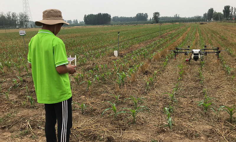 不遠處的中化現代農業MAP示范農場里，工作人員正在玉米田操作植保無人機進行飛防作業。（國務院國資委網站 宋詞 攝）