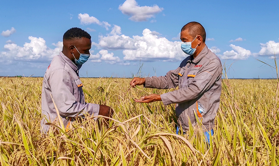 本種植季中，該項目在修復上一季3.7萬畝農田的基礎上，新增復墾農田3000畝，使水稻種植總面積突破4萬畝。為做好本季種植工作，項目部自6月份收儲工作結束后，便著手平整農田、提前選種等工作，并積極克服疫情期間國際物流不穩定、當地員工不充裕等困難，加強農藥化肥等農資采購、海運工作，統籌人員分工，確保各項工作順利推進?？偨Y前3年種植經驗，提前播種，引入先進種植技術和資源，采用多種播種模式，提高了種植速度及幼苗成活率。圖為項目管理人員為合作種植戶傳授經驗。