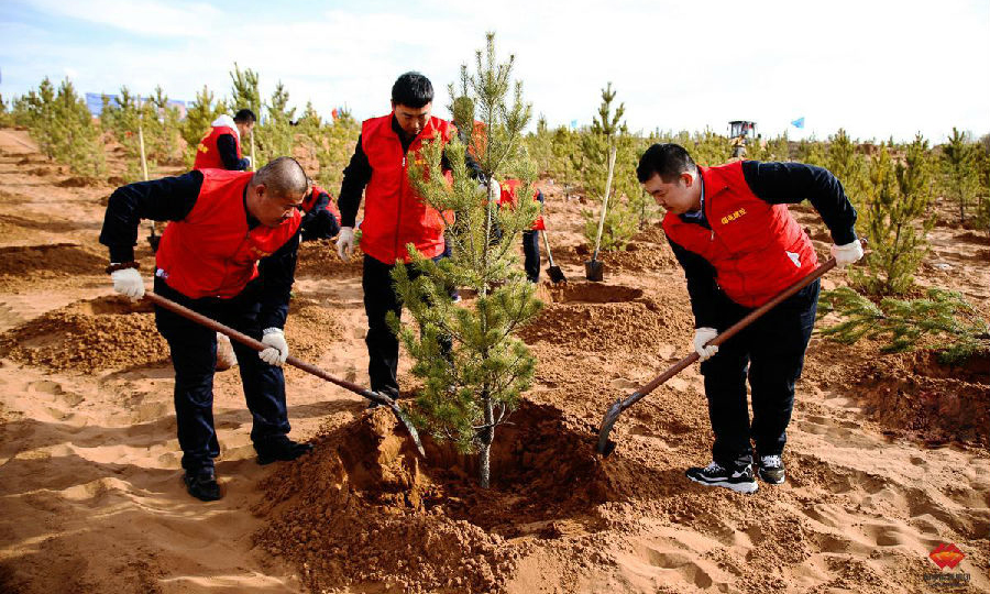 圖為種植現場。（孫丁 攝）