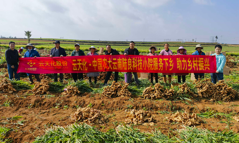 同時，云天化集團線上線下相結合，組織技術專家開展春季栽培管理線上直播活動，云天化科技小院通過開辦田間講堂、觀摩學習等方式，指導科學種植、科學用肥，幫助解決農業生產實際問題，不斷提高用戶種植水平，用實際行動服務三農，助力豐收。