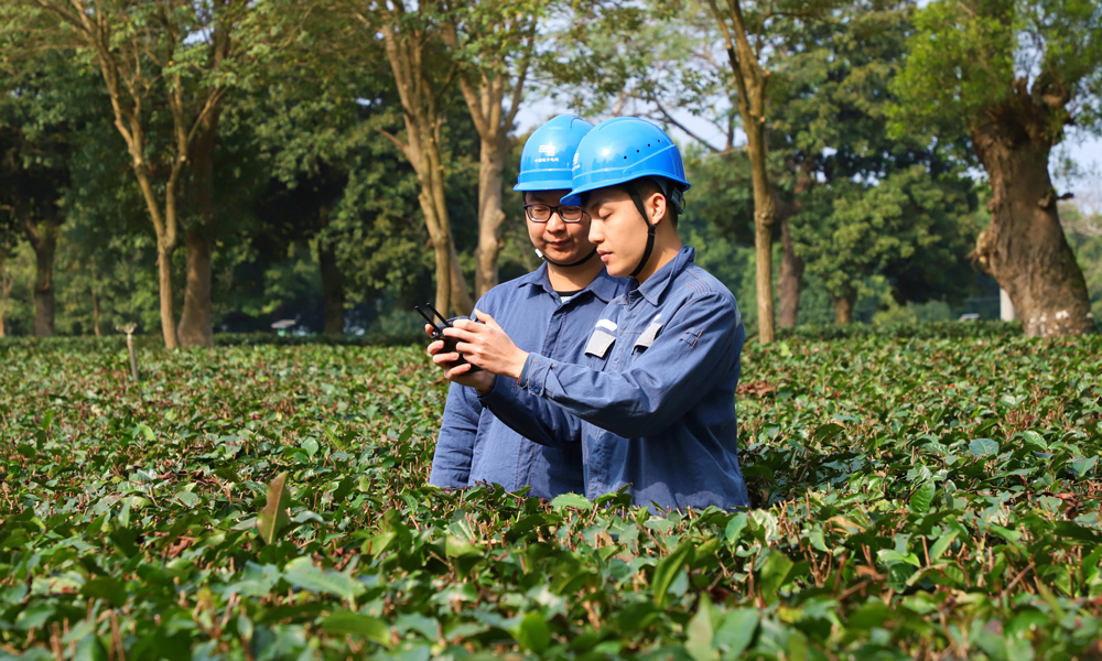 當前，各地春茶陸續迎來了采摘旺季，茶農正抓緊晴好天氣采茶，大地上氤氳著悠悠茶香。南方電網公司各單位細化保電措施，大力推進農網鞏固提升，加強用電安全指導，全力服務春茶用電需求，助力茶產業增效、茶農增收。圖為近日，南方電網廣東清遠英德供電局英紅供電所配電運維班工作人員使用無人機對茶園的電力線路進行巡視檢查。吳慶凰 攝