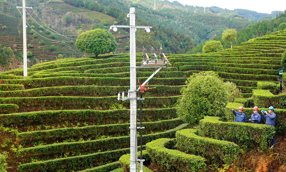 近日，南方電網廣西新電力投資集團三江供電公司工作人員到供電區域茶園開展配電線路檢查維護，為茶農茶企提供可靠電力保障。楊波 攝
