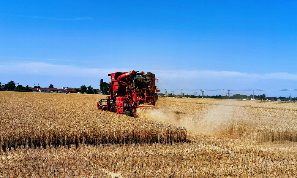 麥穗搖曳麥香濃，又是一年豐收時。近日，山東桓臺MAP中化現代農業示范農場內種植的“低碳小麥”迎來首個開鐮季?！暗吞夹←湣碑€產量為624.6公斤，與周邊農戶相比畝產提升約7.5%，其產生的溫室氣體排放相較于傳統種植方式減少約30%，實現增收減碳兩不誤。
