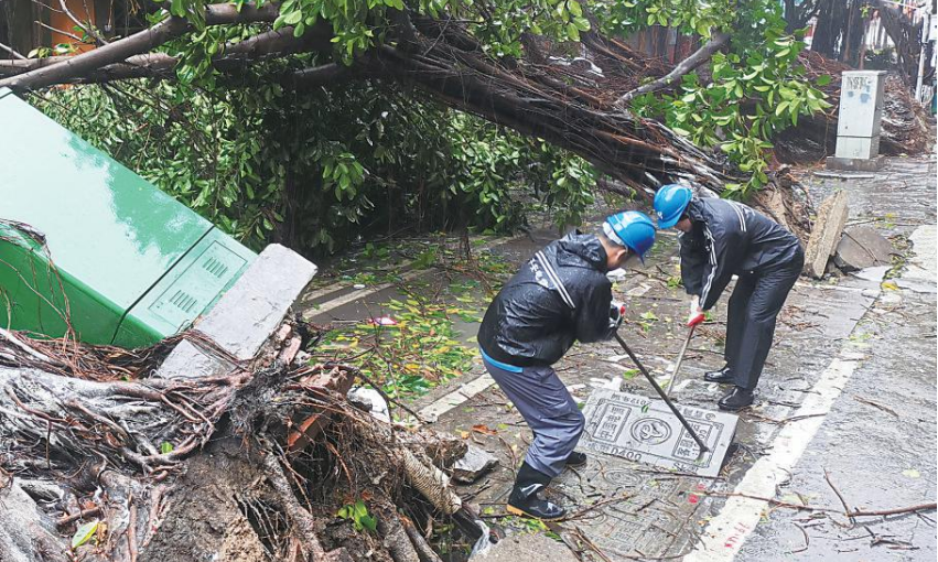 近日，泉州電信搶修人員清理光纜線周邊枯枝。