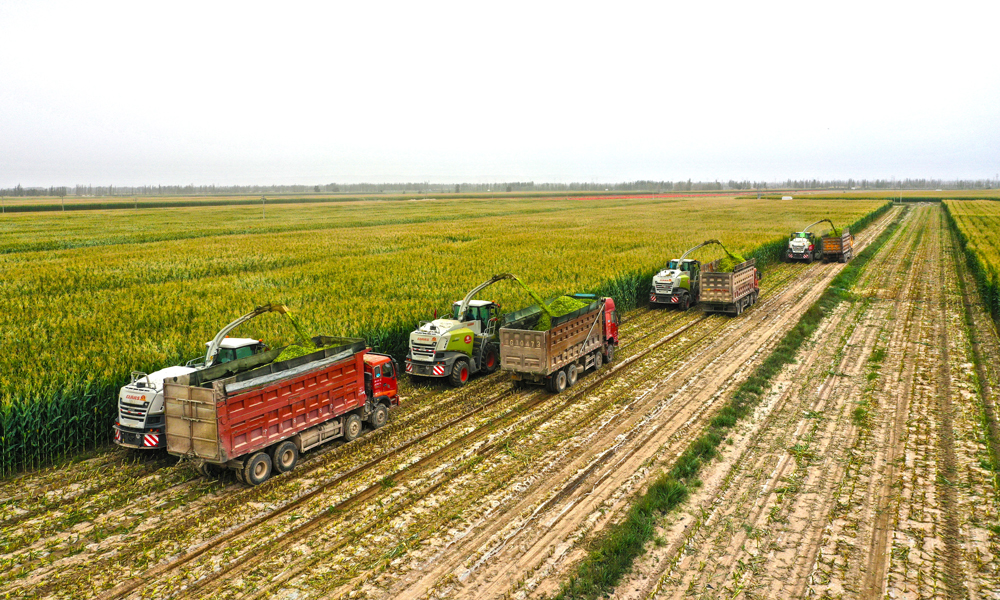 一輛輛聯合收割機、一臺臺運輸車，在整齊劃一的高標準農田里來回穿梭，搶收各類秋糧作物，確保顆粒歸倉。圖為甘肅省農墾集團青貯玉米收割現場。