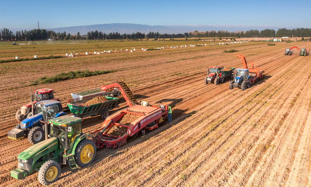 今年，甘肅省農墾集團通過大力推進大條田、大農機、大產業以及水肥一體化，加快現代農業發展步伐，筑牢國家糧食安全“壓艙石”，高質量保障全年糧食生產和重要農產品穩定有序供給，交出了優異答卷。圖為甘肅省農墾集團馬鈴薯機械化收獲現場。