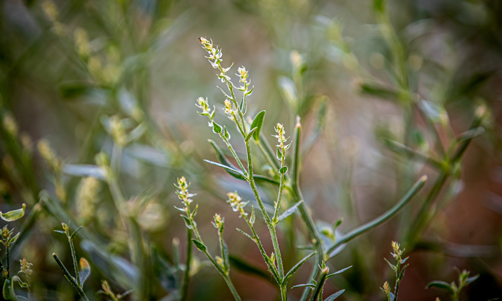 看似細小的沙芥，卻有著頑強的生命力，扎入地下的根系是莖高的3倍。沙蒿、沙打旺等植物也都在光伏板下落地生根，用點點新綠為沙海帶來無限生機。