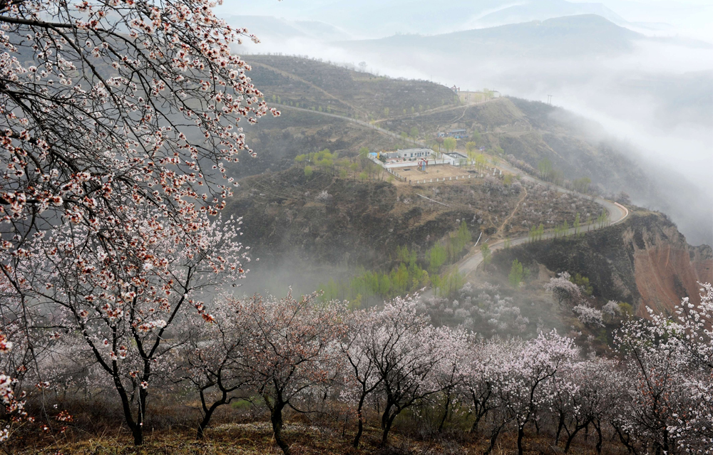 近日，長慶油田采油三廠新寨作業區百花盛開，一派生機勃勃景象。抓質量、提速度，新寨作業區油井上產提速“進度條”拉滿，高質量完成吳433區域油井措施13口，正在施工3口，累計措施增油超過450噸，為完成全年各項任務指標奠定了堅實基礎。