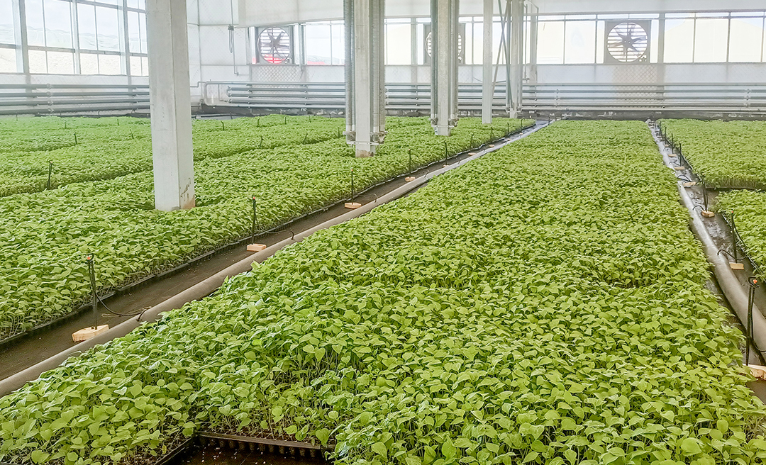 招商局集團以招商局慈善基金會為平臺，協同下屬公司中外運長航新疆公司組織團隊多次赴莎車縣調研，深入了解戈壁灘資源和生態情況，評估產業發展基礎，分析產業特色和優勢。如今，這里形成集研發、育苗、種植、加工、倉儲、保鮮、配送、休閑觀光等為一體的戈壁產業園。圖為招商局集團幫扶新疆莎車縣戈壁產業園建造智能育苗溫室。