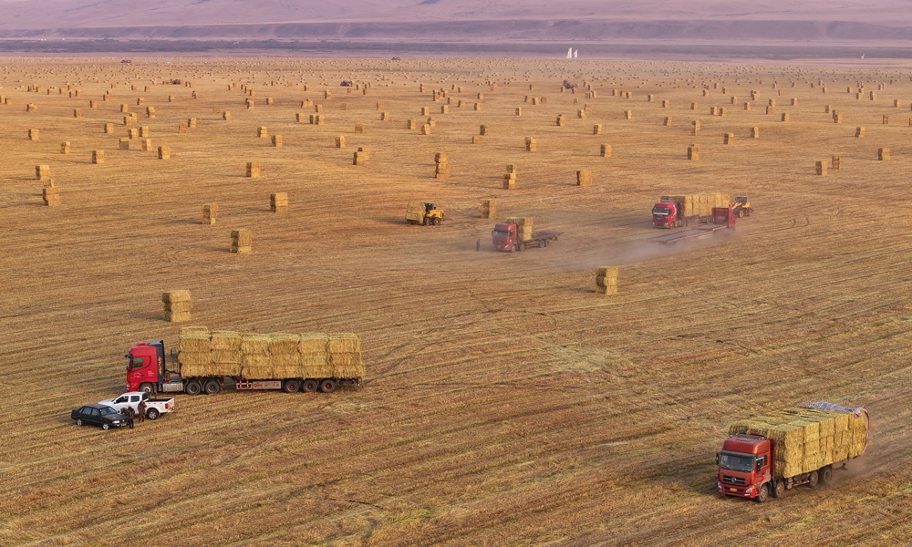 隨著打包作業的持續推進，一輛輛運輸車也在田間小道上穿梭不息，滿載著打包好的燕麥草，朝著倉庫或銷售地疾馳而去。