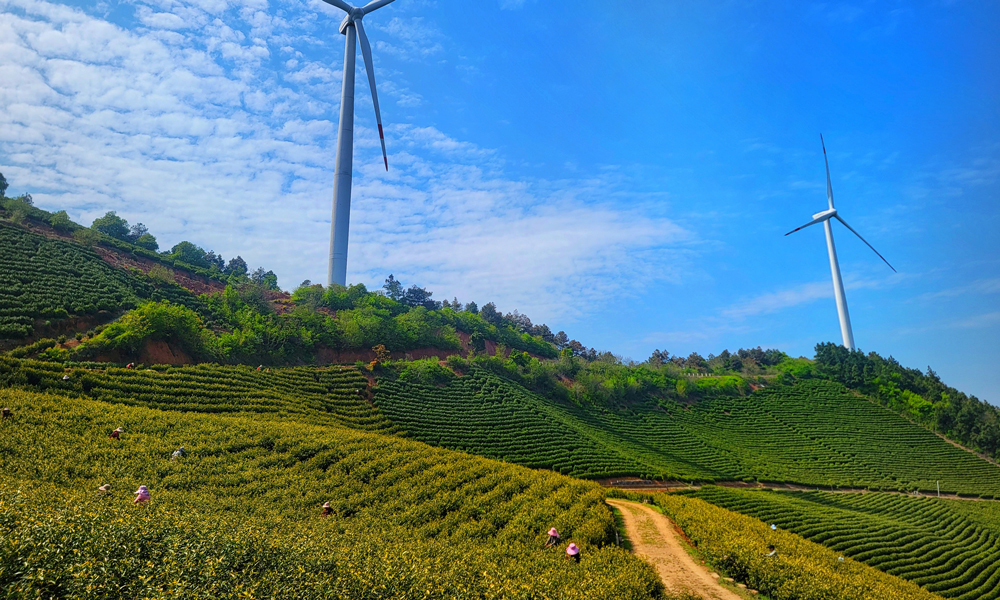 位于安徽宣城的中廣核安徽廣德白馬湖風電項目的茶山上，一場別開生面的“綠色春耕交響曲”正在上演，數十臺白色風機如巨人般矗立在層層茶山之間，槳葉隨風緩緩旋轉，與腳下吐露新芽的茶樹構成動靜相宜的生態畫卷。茶農們背著竹簍在風機投下的斑駁光影間采摘明前茶，白馬湖風電場的運維人員在巡檢之余也幫助茶農們采茶，助力茶農創收。