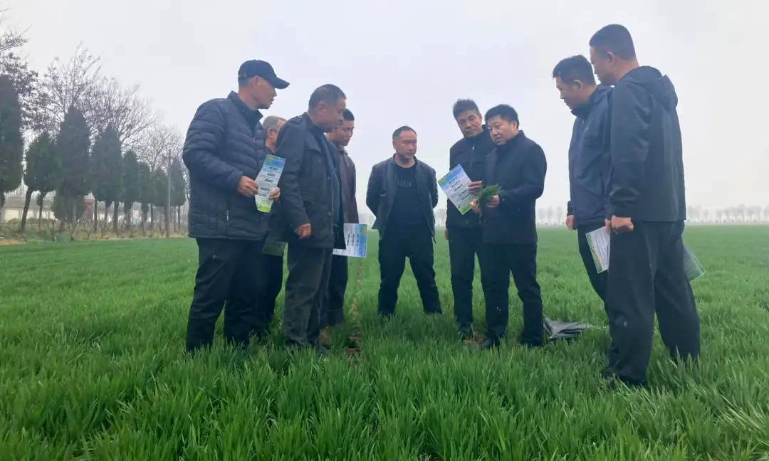 融通農(nóng)發(fā)武漢區(qū)域公司渭南農(nóng)場(chǎng)圍繞春耕備耕實(shí)際需求，邀請(qǐng)農(nóng)業(yè)專家深入田間一線，為小麥苗“把脈問(wèn)診”。